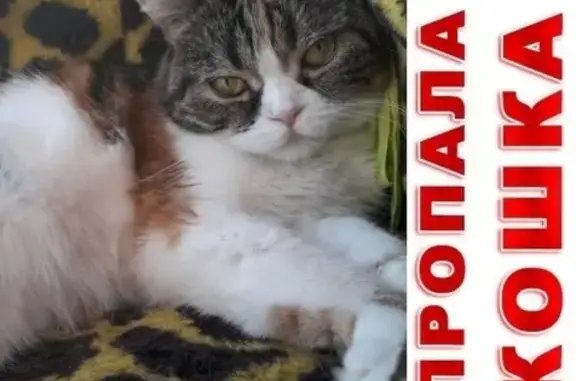 Кошки потеряшки, Сургут (Тюменская обл. и Ханты-Мансийский АО), фото: Потеряшка кошка ул. Маяковского 30