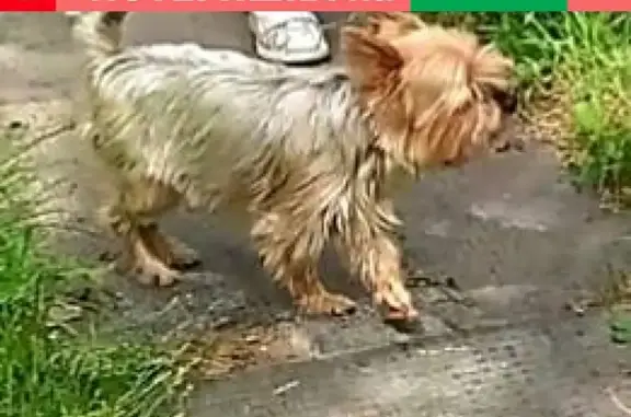 Пропала собака Йоркширский терьер в Быково