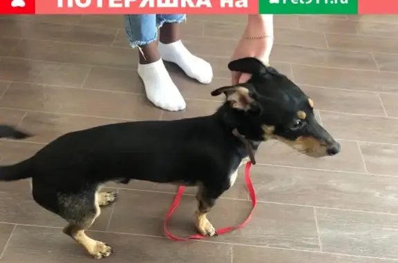 Собака найдена на Бугарева, Новокузнецк