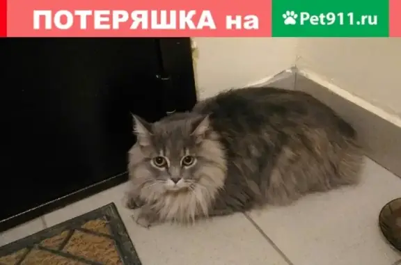 Найден кот (Академический, Павла Шаманова 10)