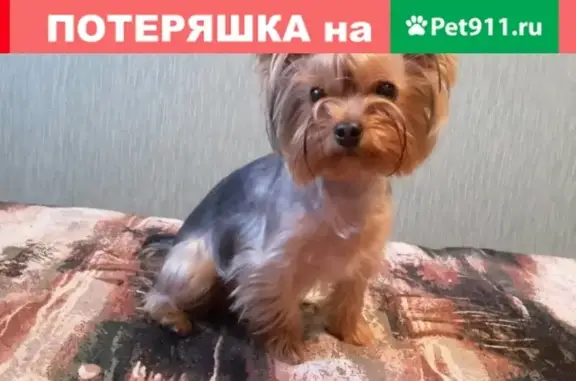 Пропала собака в Усть-Илимске, пр. Мира 2!