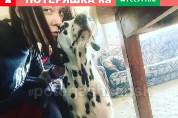Пропала собака Кира в Бердске