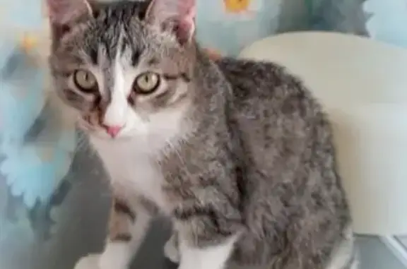 Кошки потеряшки, город Кяхта, фото: Потеряшка кошка в Кяхте возле мед училища