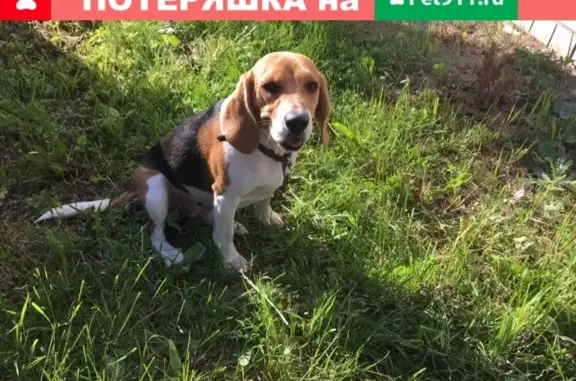 Найдена собачка на ул. Космонавтов в Костроме