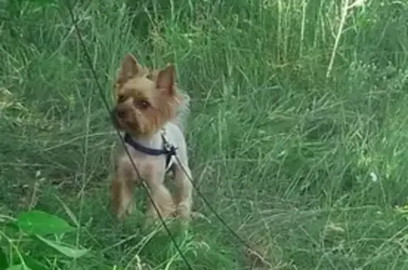 Пропала собака ЖУЛЯ в посёлке Быково, Московская область