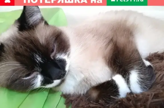 Пропала кошка на ул. Богдана Хмельницкого 41