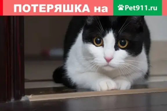 Найдена кошка в СПб, 3 Рабфаковский переулок, ищем хозяина!