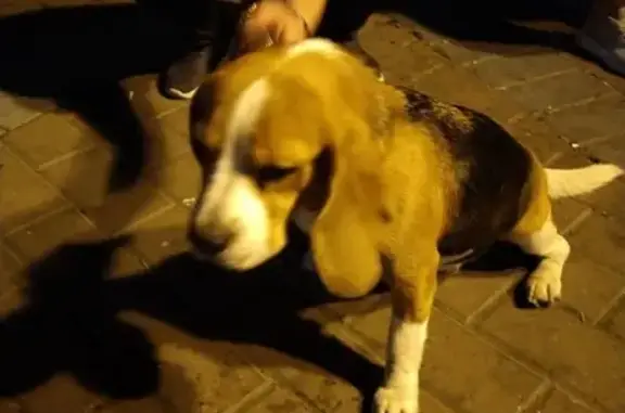 Найдена собака с красным ошейником в Печатниках, Москва