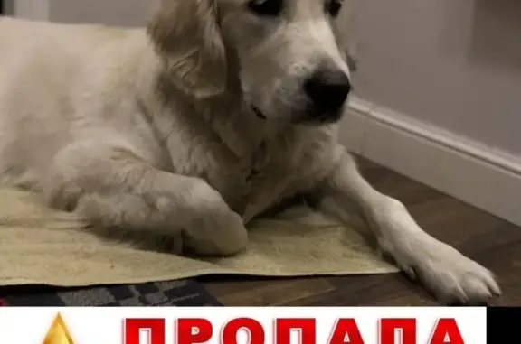 Пропала собака в Куркино, Москва