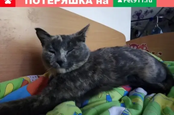 Найдена кошка в поселке Котельщиков