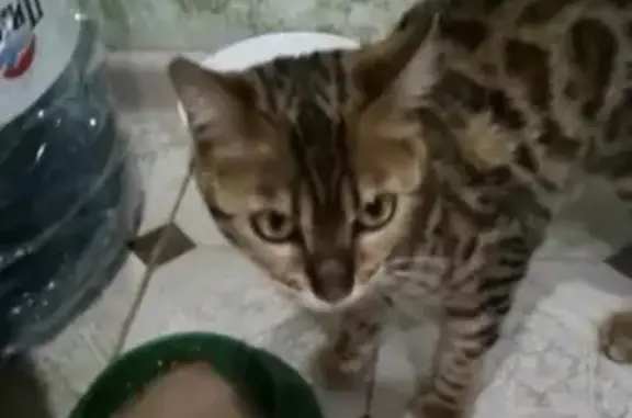 Найден молодой кот в с.Архипо-Осиповка