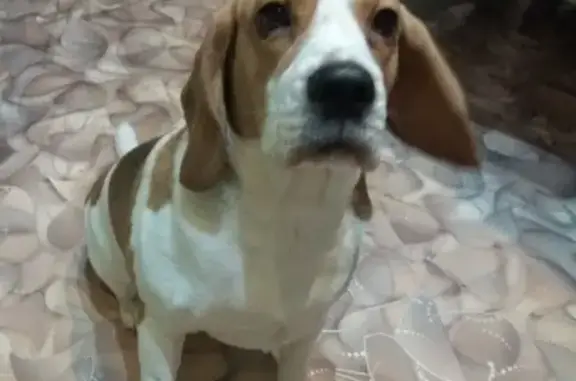 Пропала собака Ева в районе станции Кеницы.