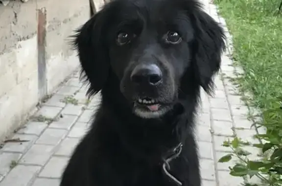 Найдена собака на Щелковском шоссе, посёлок Юность