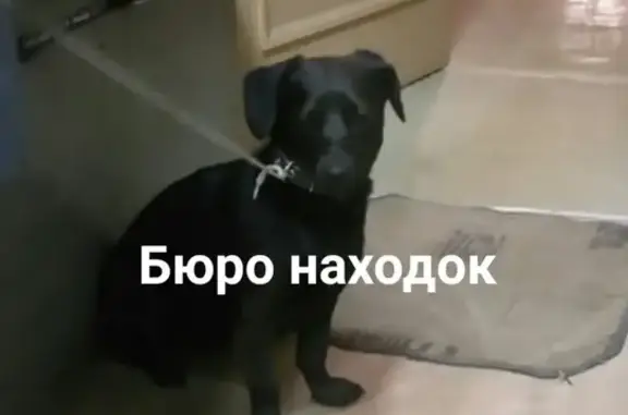 Найдена собака в Соломбале, Архангельск