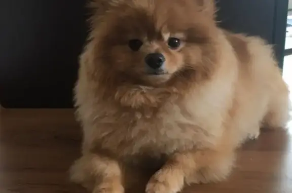 Собаки потеряшки, Ульяновск, фото: Потеряшка собака возле Камышинского рынка, нужны лекарства!