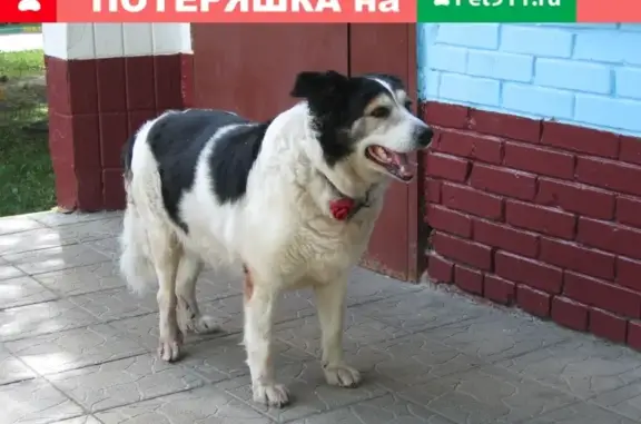 Найдена собака, Москва, фото: Потеряшка с красным помпоном на Каргопольской