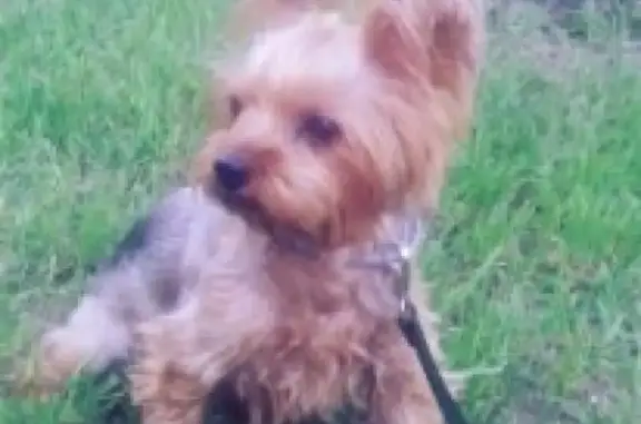 Найдена йоркширская собака в Химках, Подрезково
