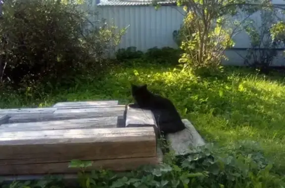 Потерянные животные Москва, фото: Пропала черная кошка на улице Героев Панфиловцев, Москва