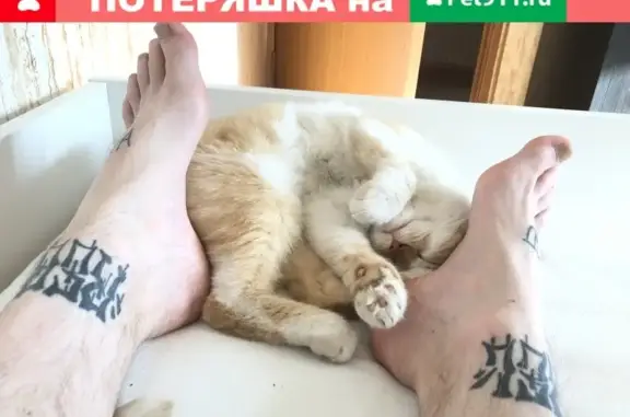 Найдена зеленоглазая кошка на Бескудниковском бульваре