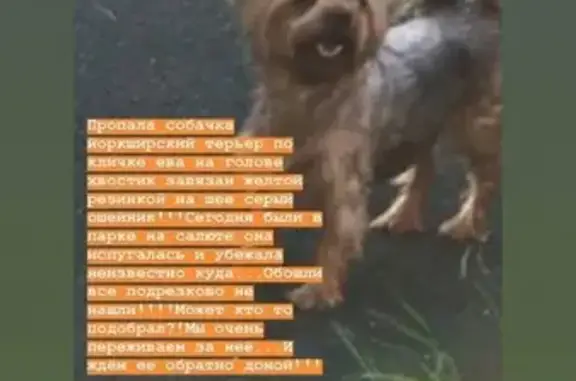 Пропала собака в парке Подрезково, контактный телефон: 89260181404