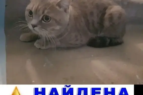 Найден домашний кот на Советская 42