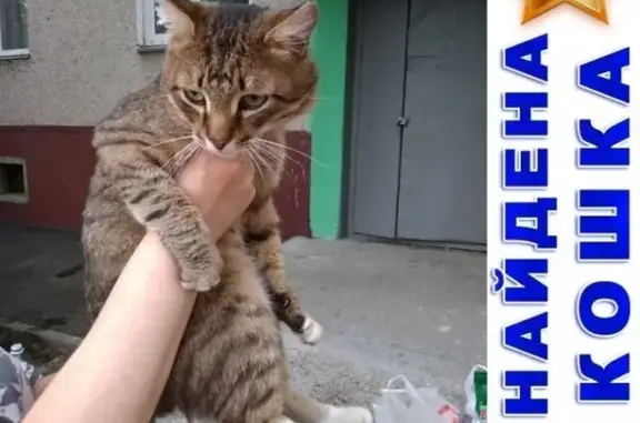 Найден домашний кот в Заозёрном, нужна помощь
