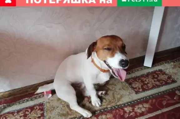 Найдена собака Потеряшка в Мурманске