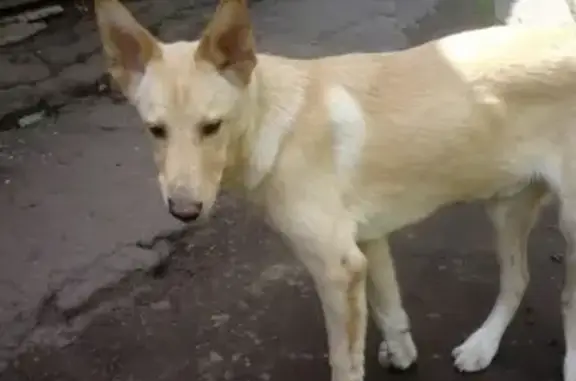 Найдена собака в Голицыно