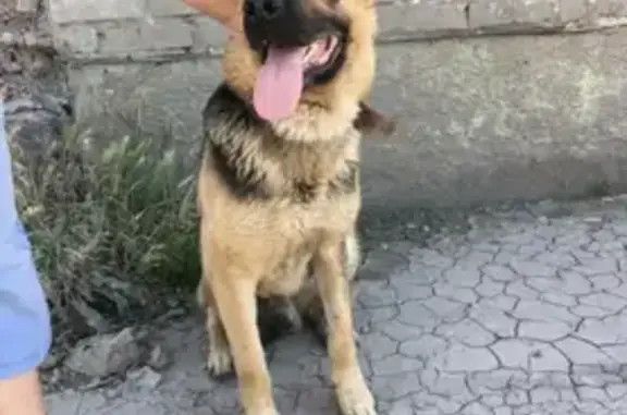 Найден пёс в Батайске без ошейника
