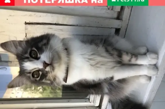 Пропала кошка на Уфимцева, 2 (Саратов)