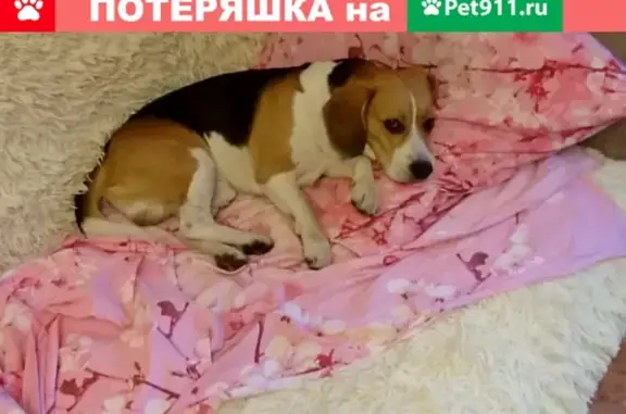 Пропала собака Рэкс в Москве, Обручевский район