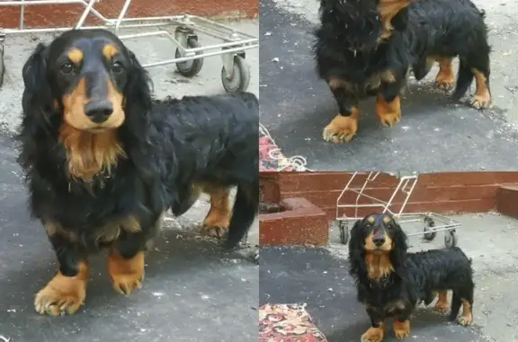 Найдена собака, Москва, фото: Собака-такса ждет хозяина у подъезда в Москве.