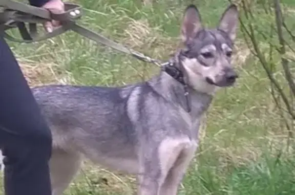 Пропала собака Кира в районе Бондарной-Баумана, Мурманск