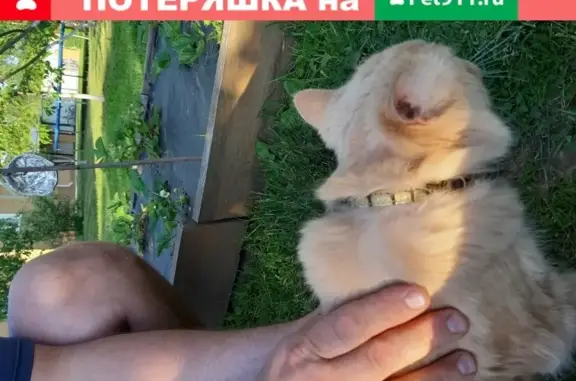 Найден рыжий котик с ошейником в Твери