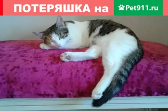 Кошки потеряшки, Москва, фото: Потеряшка кошка на Ленинском проспекте, откликается на Муся