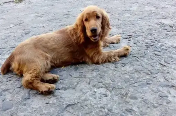 Пропала собака на ул. Брестской - Ленина