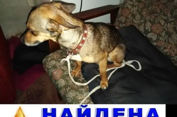 Найдена собака у Кировского моста в Кургане