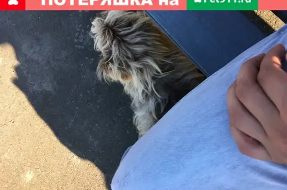 Породистая собака найдена на станции 771км около Васильево, Казань