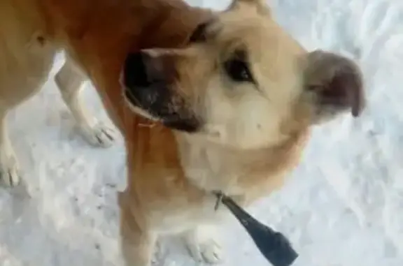 Пропала собака Дикс в Кубагушево, ул. Курташ, 8