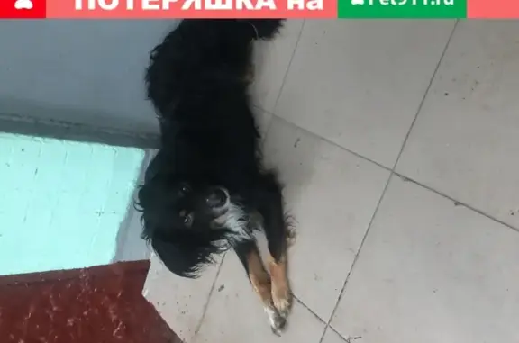 Собака с ошейником на Профсоюзной, Москва