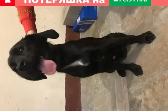 Найдена собака, Липецк, фото: Найден щенок лабрадора на улице Кривенкова, 23