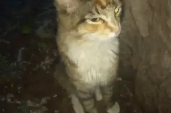 Найдена кошка на 2-Саратовской проезд
