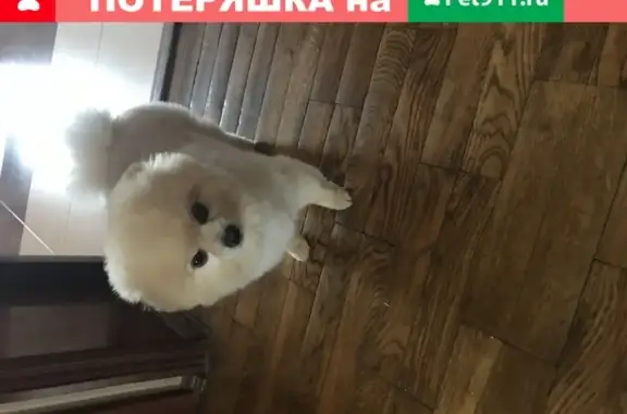 Пропала собака Шпиц в Казани, микрорайон Азино-1