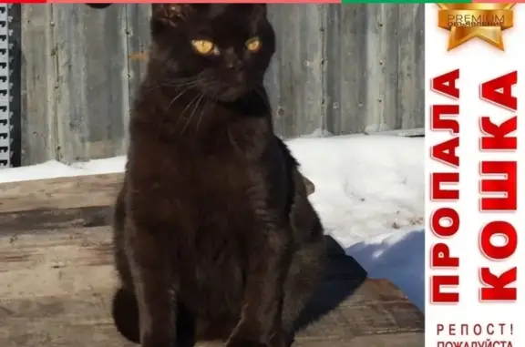 Кошки потеряшки, Курган, фото: Потеряшка британский кот Тайсон в СНТ Дружба, Курган