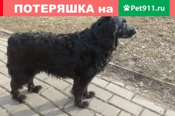 Пропала собака в Ерино, Подольск.
