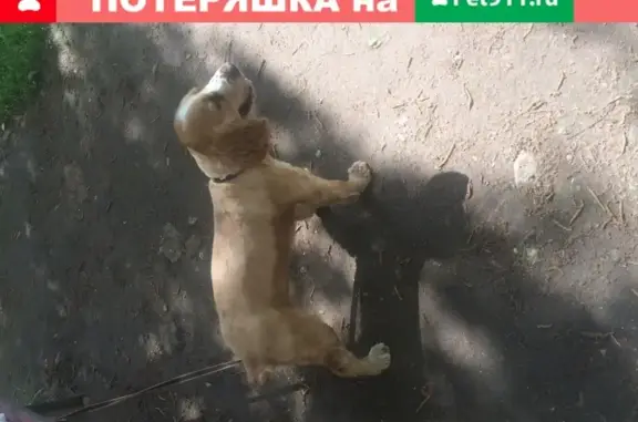 Пропала собака в Казани, ул. Химиков