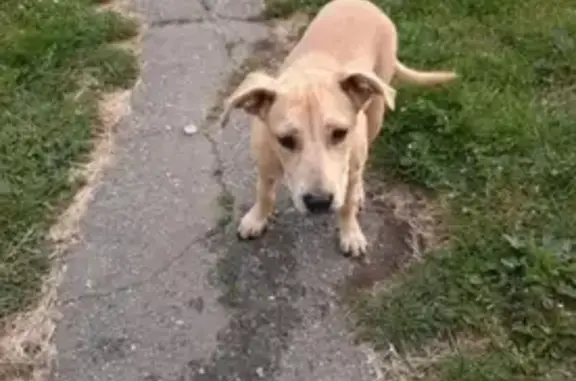 Пропала собака Терри на улице Бруснева, 4