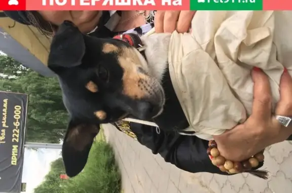 Собака ждет хозяина в Воронеже
