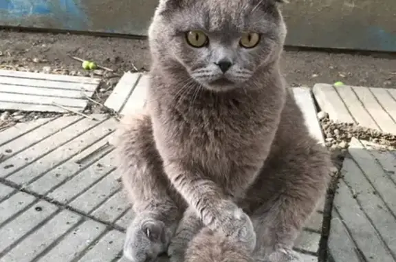 Найден кот в Краснодаре, Оранжерейная ул.