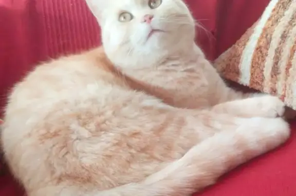 Кошки потеряшки, Москва, фото: Потеряшка кошка Вася в деревне Федоровское, Московская область